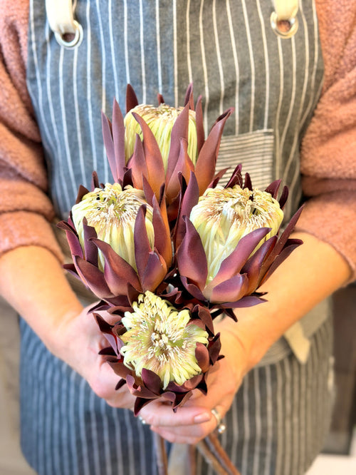 Silk mauve protea stem 20 inch for transitional everyday home decor from Magnolias Home Decor