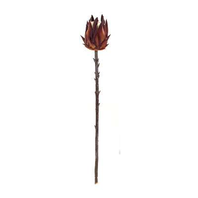 Mauve Protea Stem