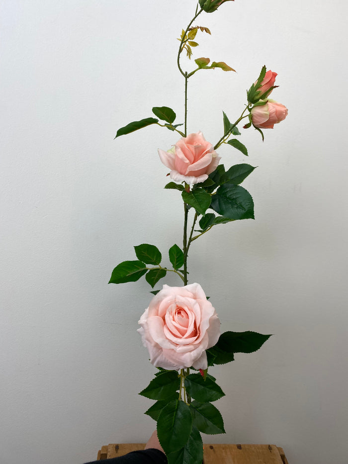Peach Climbing Rose Spray