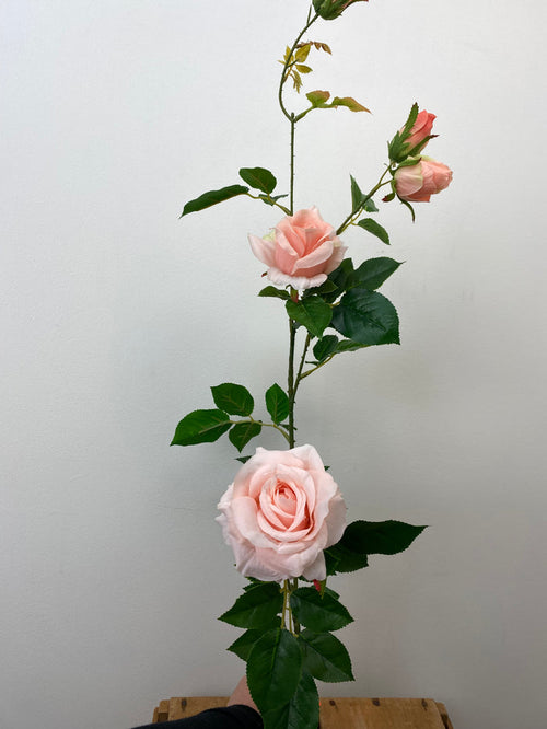 Peach Climbing Rose Spray