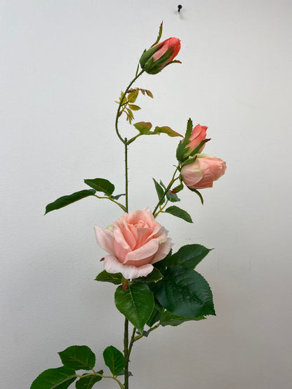 Peach Climbing Rose Spray