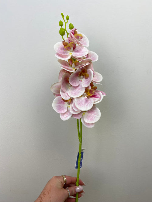 Pink Phalaenopsis Orchid Spray