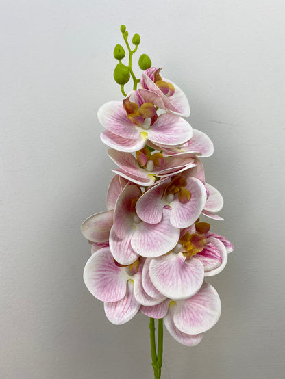 Pink Phalaenopsis Orchid Spray
