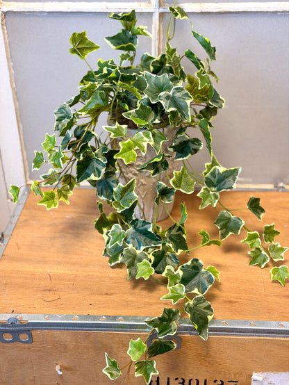 Silk variegated english ivy bush 28 inch for cottagecore transitional everyday home decor from Magnolias Home Decor