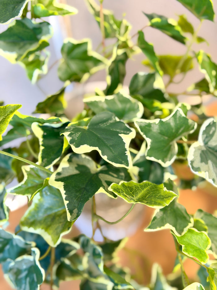 Rylee Variegated English Ivy Bush