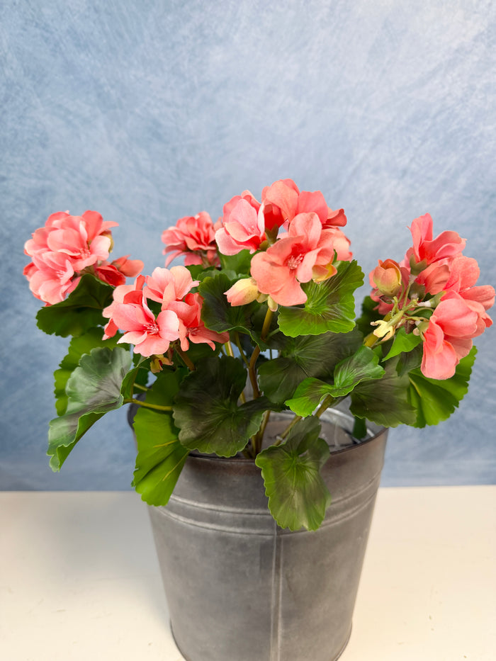 UV Protect Coral Soft Touch Geranium Bush