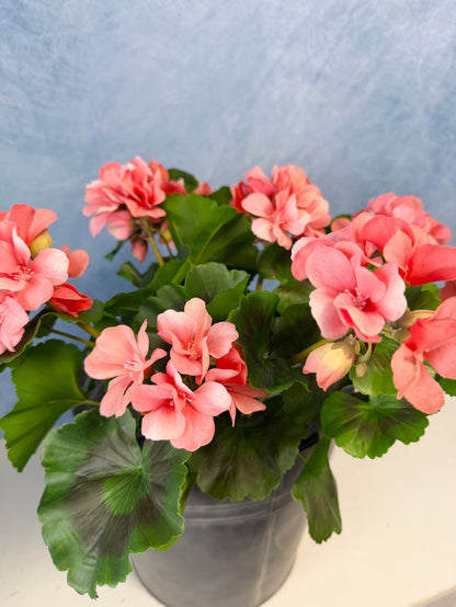 UV Protect Coral Soft Touch Geranium Bush
