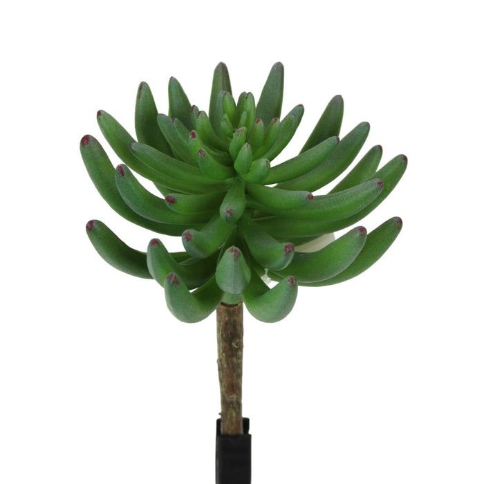 UV Protect Ellie Succulent Pick