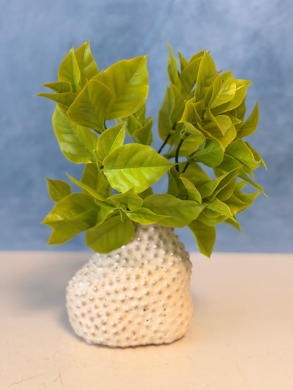 UV Protect Gardenia Leaf Bush