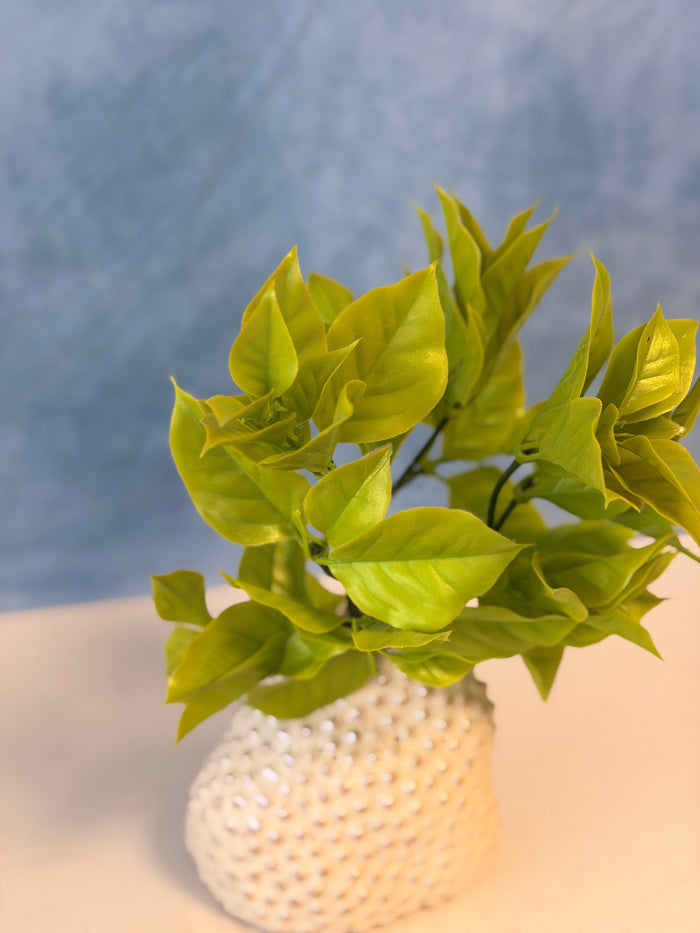UV Protect Gardenia Leaf Bush