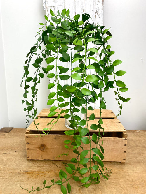 UV Protect Green Lipstick Vine