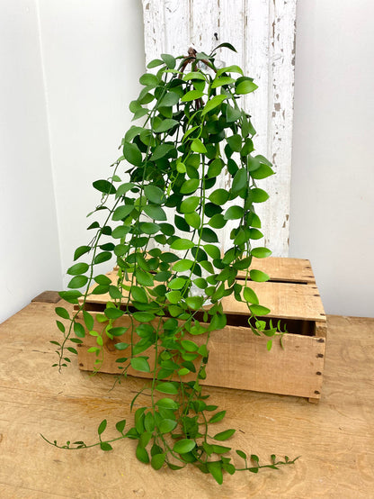 UV Protect Green Lipstick Vine