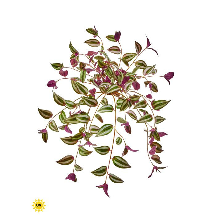 Silk plum green UV protect hanging tradescantia 31 inch outdoor safe for transitional everyday home decor from Magnolias Home Decor