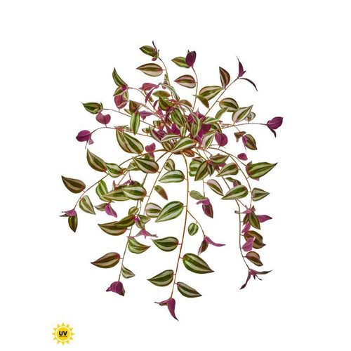 Silk plum green UV protect hanging tradescantia 31 inch outdoor safe for transitional everyday home decor from Magnolias Home Decor