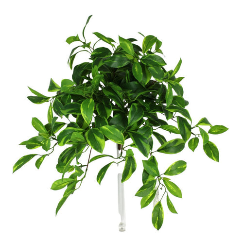 UV Protect Large Fagraea Ceilanica Bush
