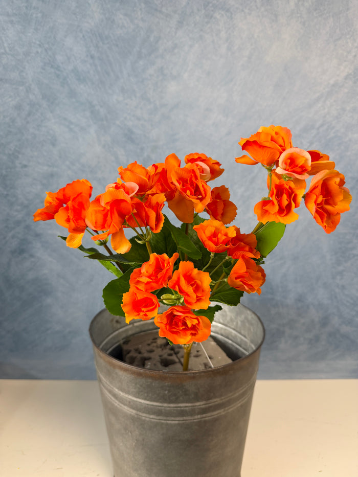 UV Protect Orange Begonia Bush