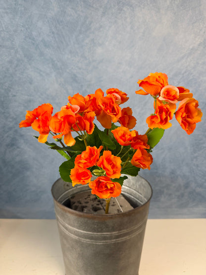 UV Protect Orange Begonia Bush