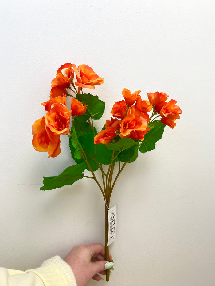 UV Protect Orange Begonia Bush