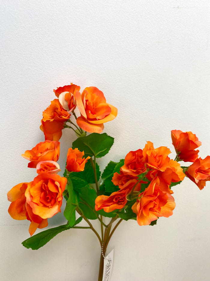 UV Protect Orange Begonia Bush