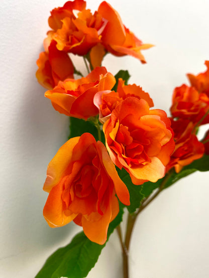 UV Protect Orange Begonia Bush