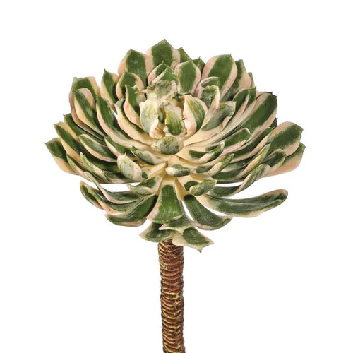 Silk variegated green UV protect spoon succulent pick 10 inch outdoor safe for transitional everyday home decor from Magnolias Home Decor