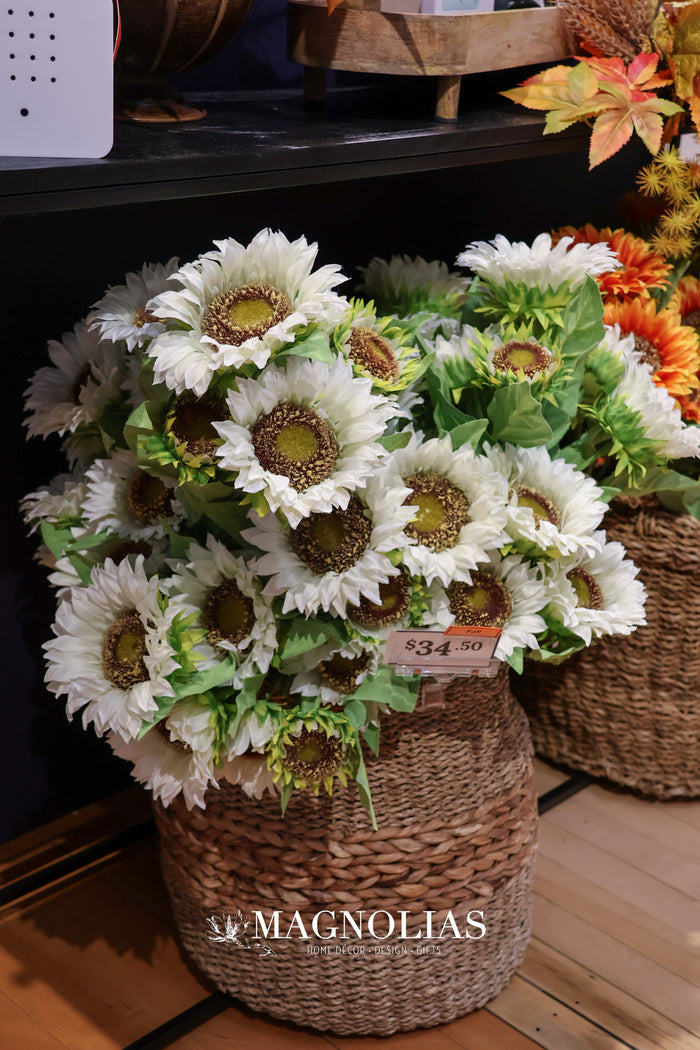 White Sunflower Bush
